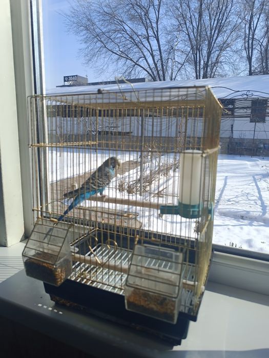 Продам попугая с клеткой