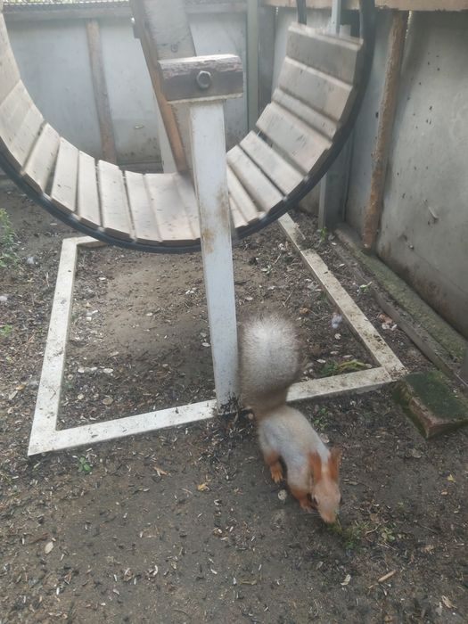 Продаю белку,вольерная