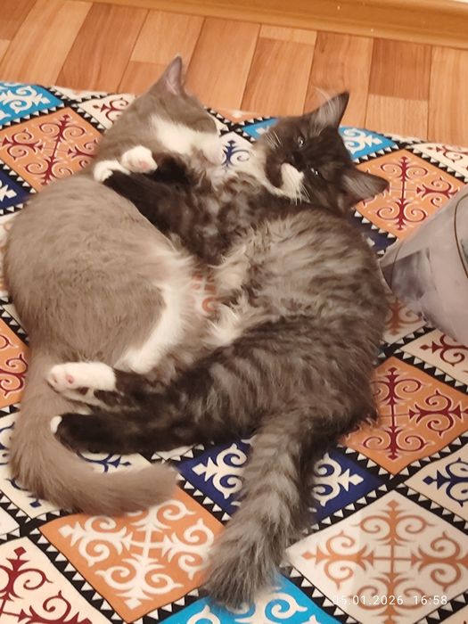 Ищу дом на постоянно