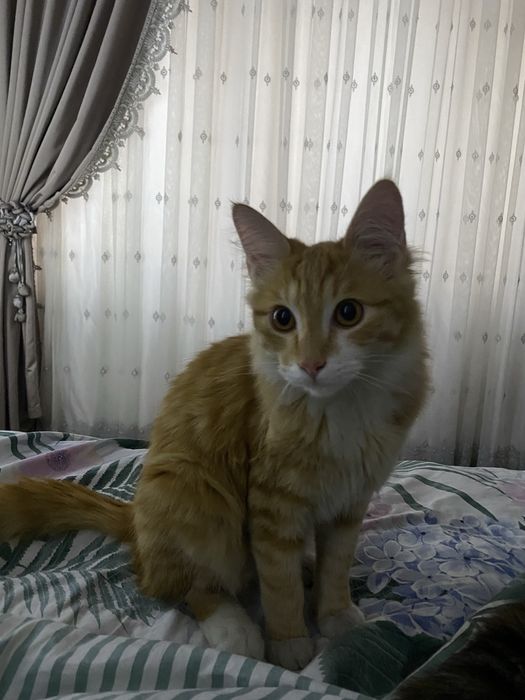 домашние коты 7 месяцев, игривые и добрые.