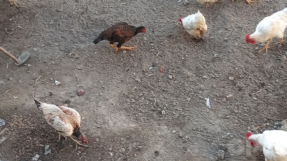 15 ta tavuq sotiladi