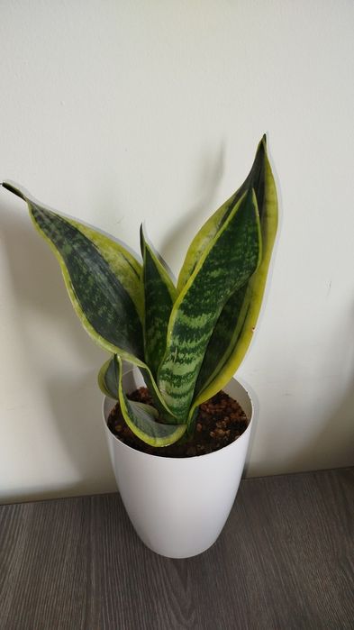 Sansiveriya superba