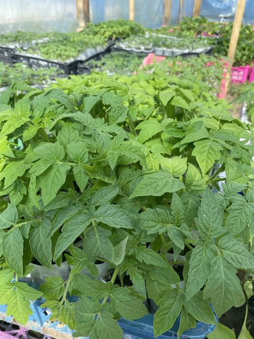 Продам рассаду! Хорошая крепкая