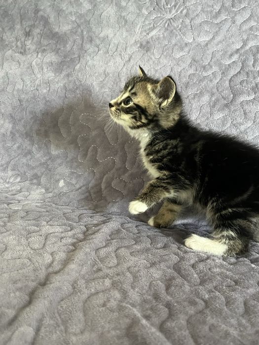 Skotish fold damashni