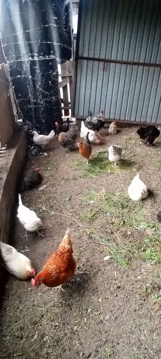 Продам домашних куриц