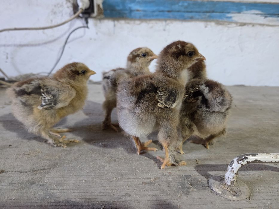 Цыплята брама...