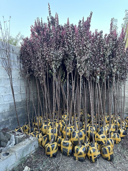 Слива писард Sliva pisard