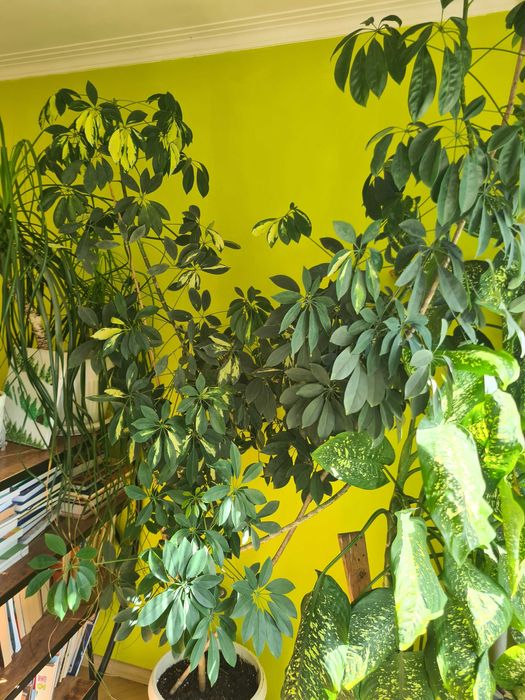 Големи стайни растения - Шефлера и Дифенбахия