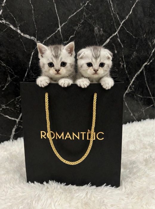 Шотладские котята шиншилы