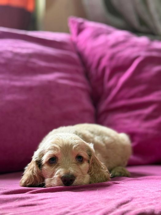 продам щенков кокер спаниеля