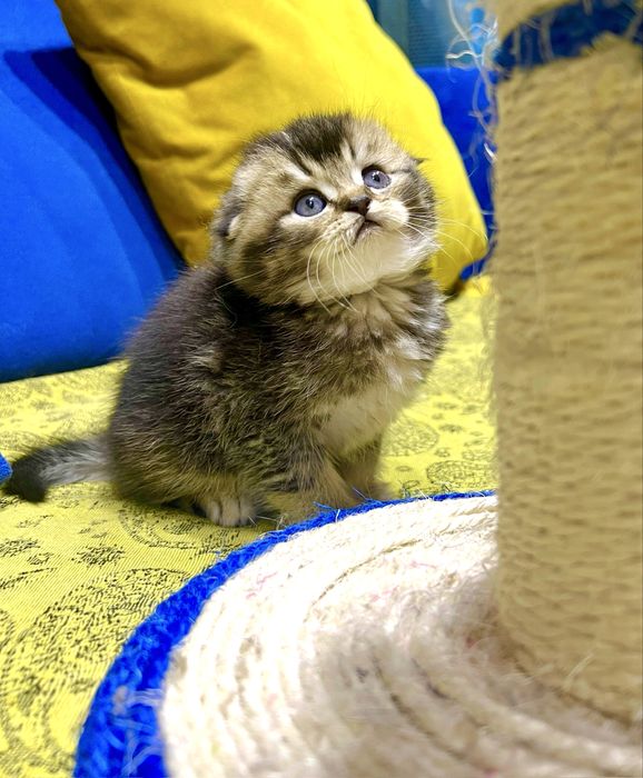 Шотланский Скоттиш Фолд! Шиншилла!