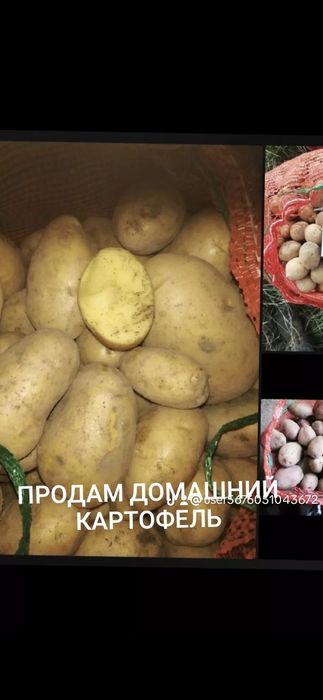Продам картофель