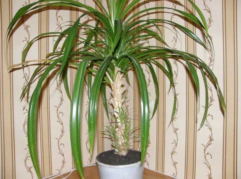 Цветы и растения