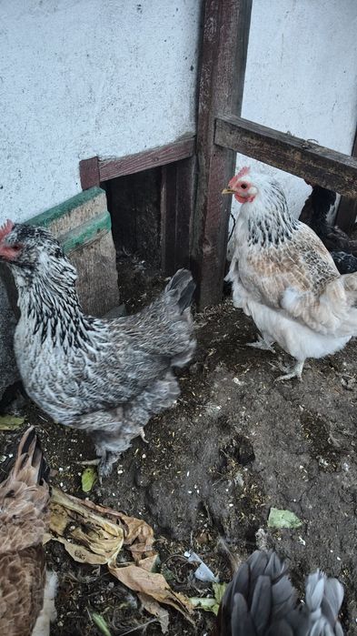 Продам кур несушки
