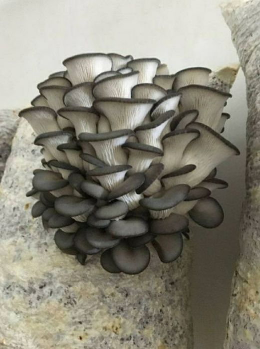 Семена Грибов Вешинки Разных сартов.