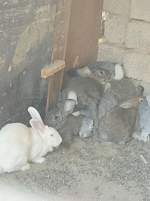 Куëнларимиз сотилади