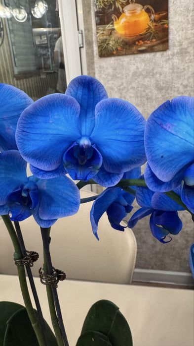 Орхидеи 30 см да 120 сантиметров