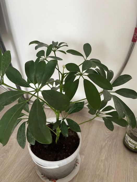 Комнатные домашние цветы