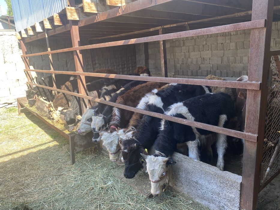 Продам бычки 7-8 ай