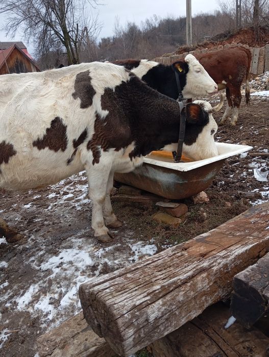 Vând vacă cu vitel