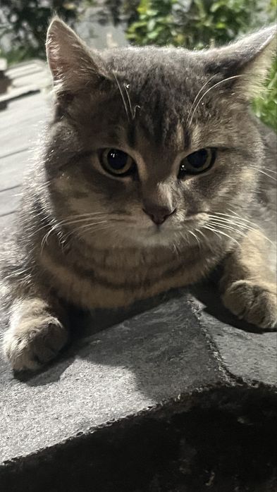 Кошечка в добрые руки
