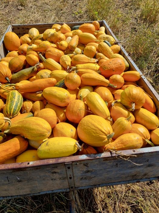 Dovleci pentru animale