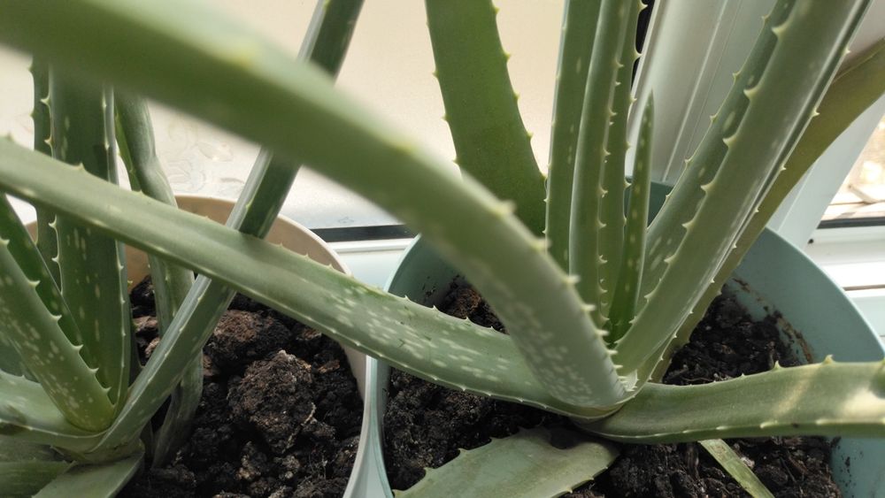 Алое Вера растение