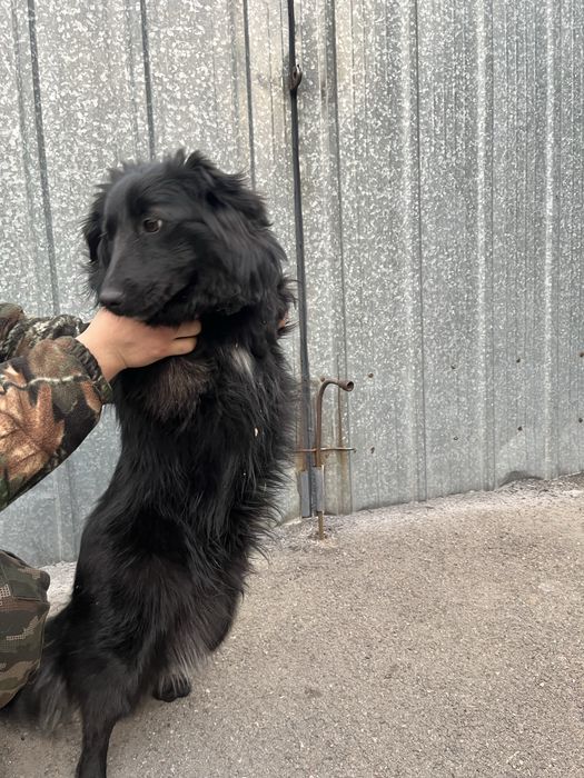 Щенка в хорошие руки