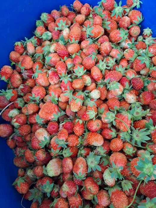 Продам дачу в коянда