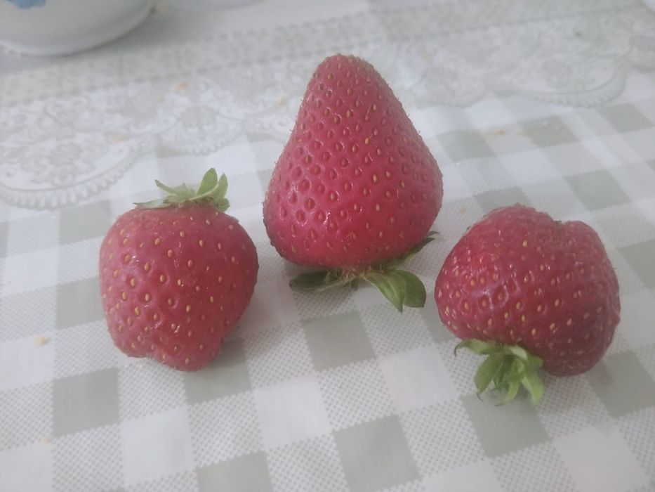 Продам рассаду клубники