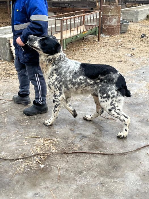 Продам щенка Алабая