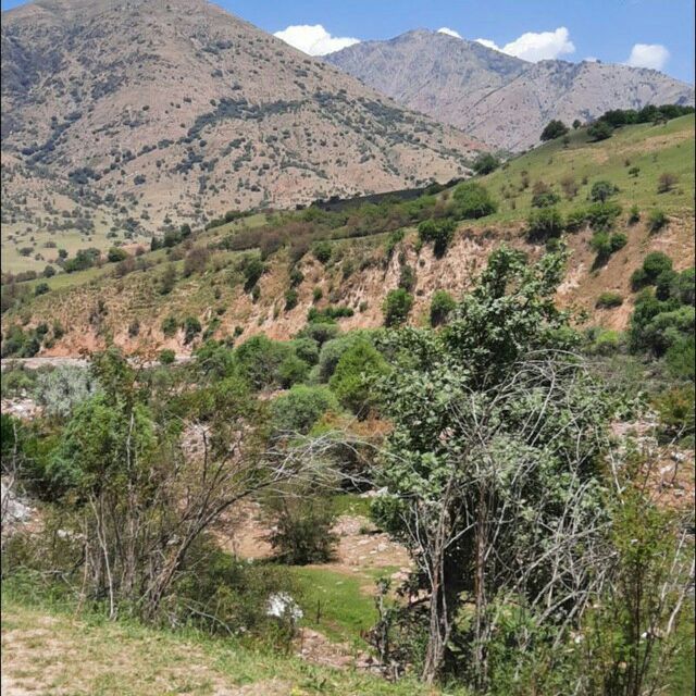 Тог асали. Табиий асал. Shifa aleasal