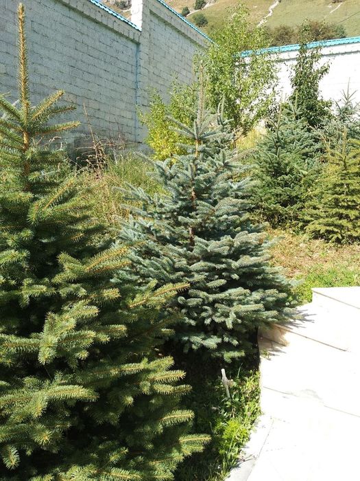 Ёлки России ( ел ) арча