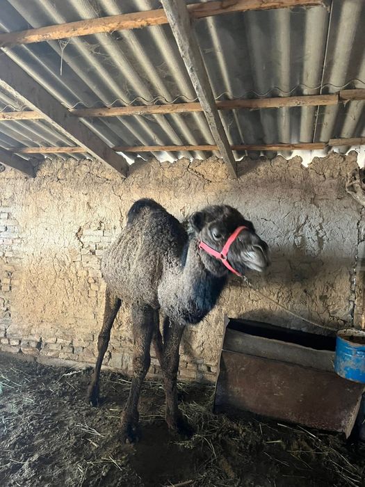 Түйе сатылады еркек