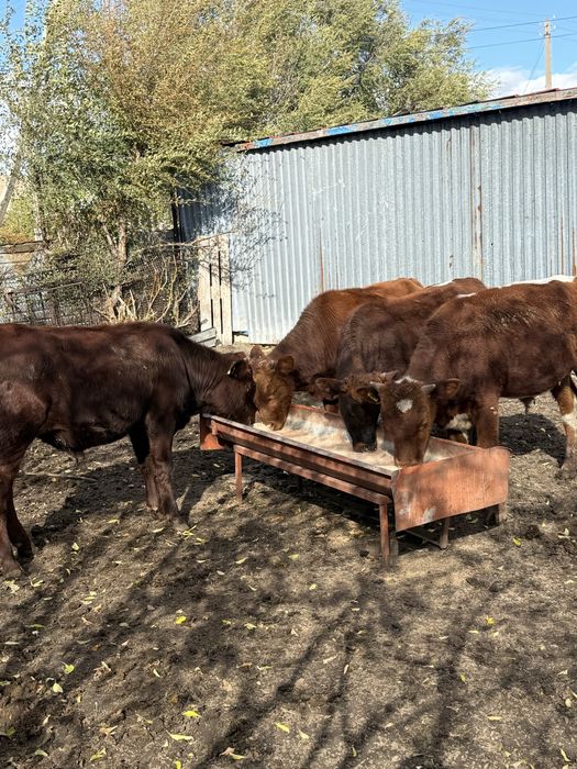 Продаю крс бычки телочки все есть