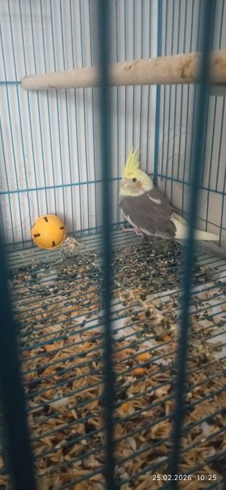 Кареллы продаю молодые