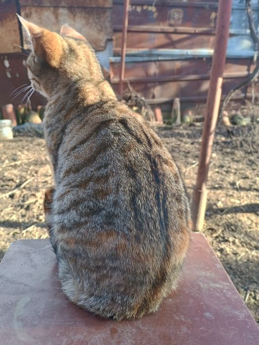 Подарявам женско коте