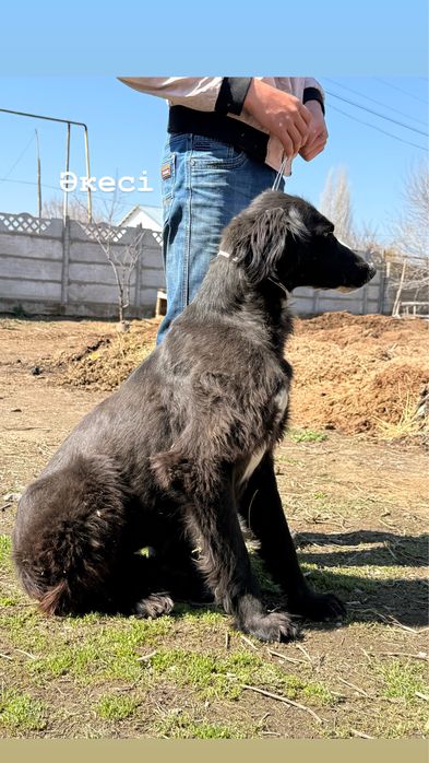 Тазы күшіктер.