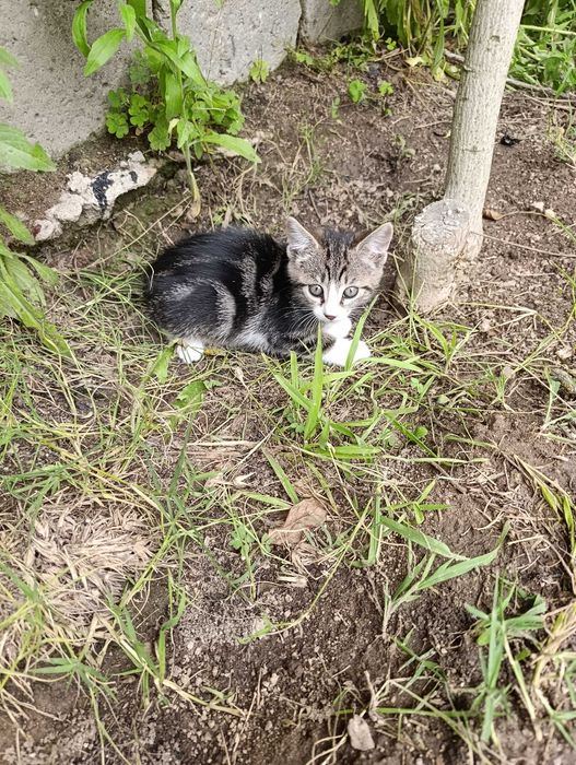 Котета на 7 седмици