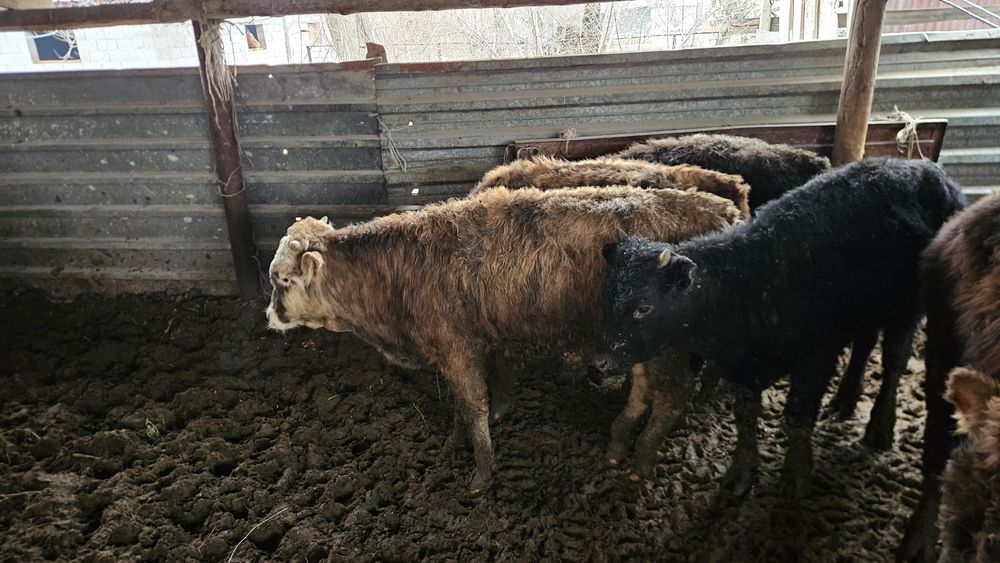 Бычок годовалый.