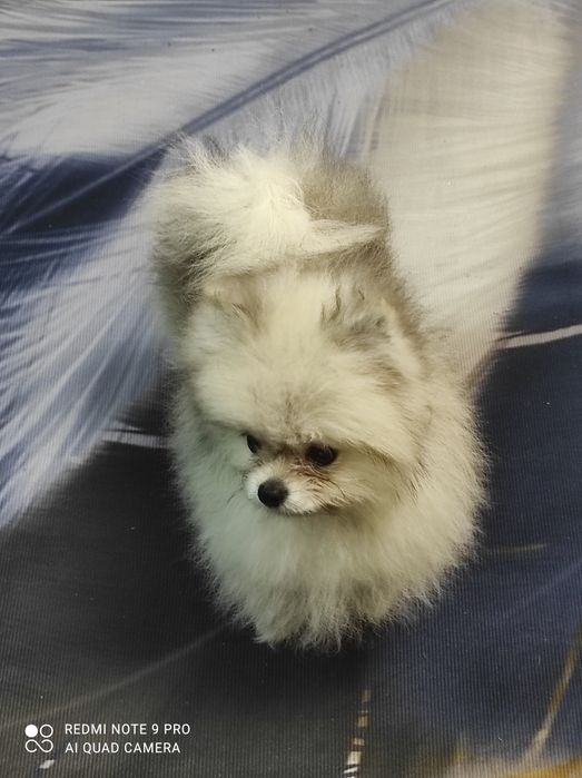 Померанский шпиц.Девочка