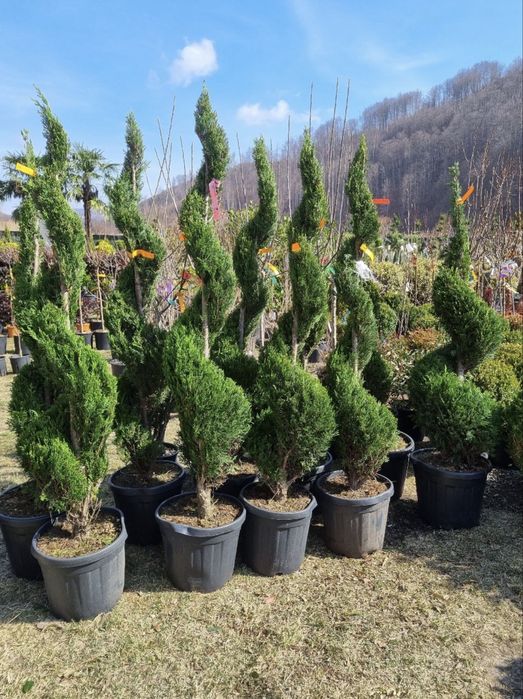 Tuia spirală de vânzare – EFECT WOW în orice curte!