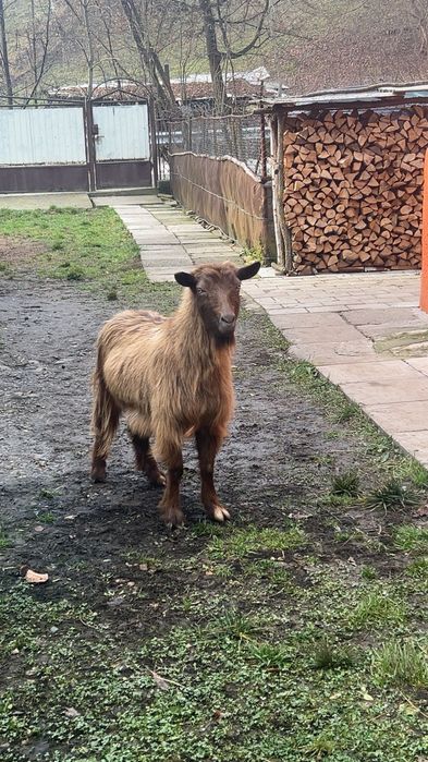 Capră vătuie tânără