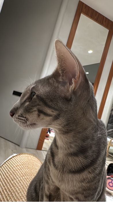 Отдам кошку ориентал