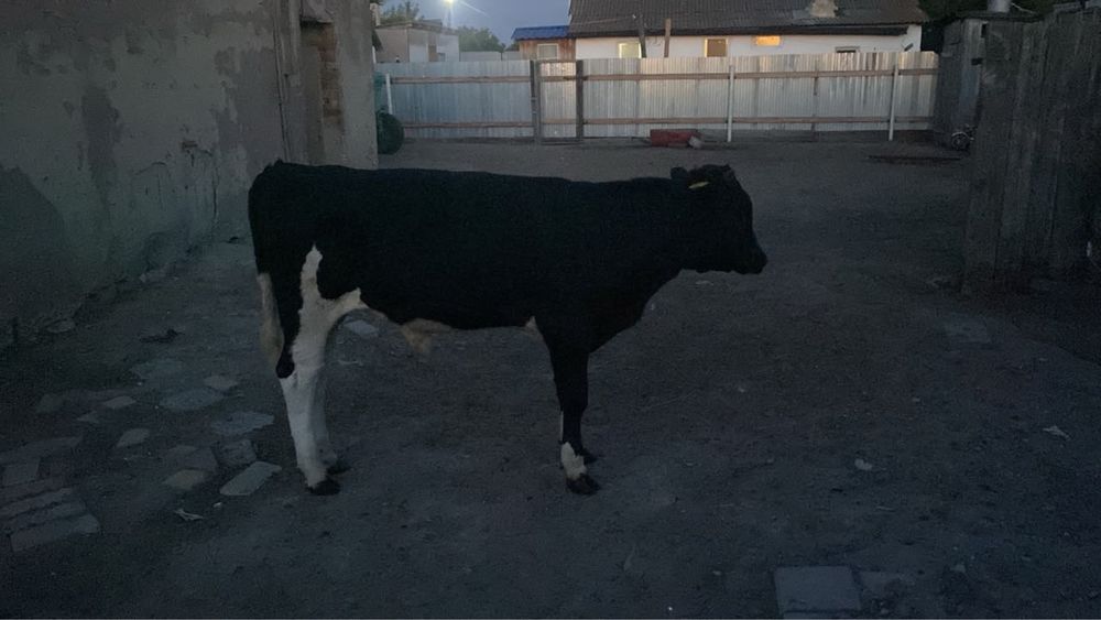 Продам 2 коровы 2телку 2 бычка