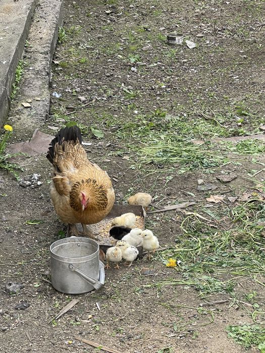 Цыплята с курицей