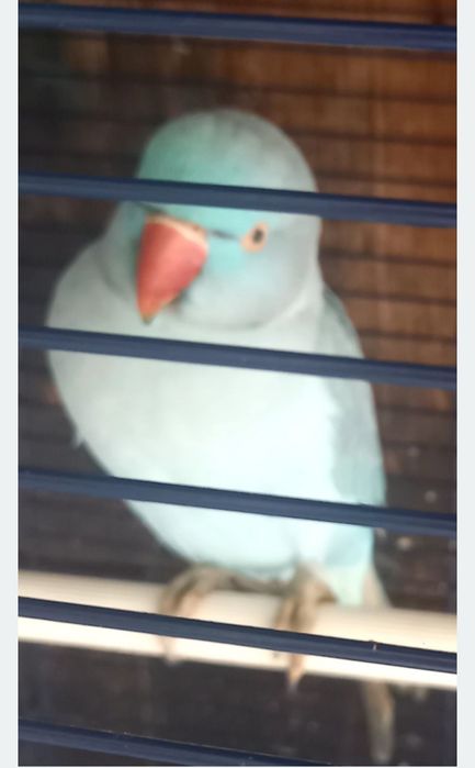 Vând papagal micul Alexandru+colivieră