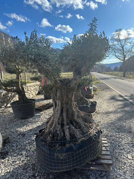 Măslini rezistenți la frig