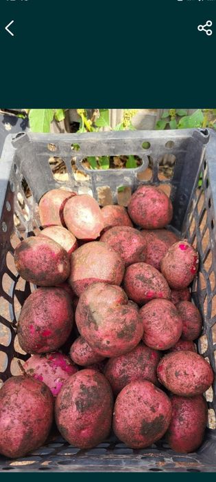 Продам картошку дачную.