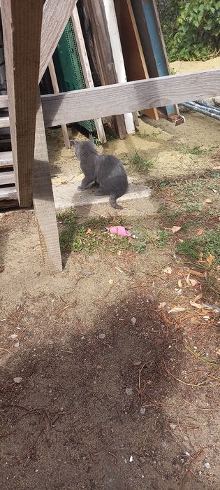 Отдам котенка в хорошие руки